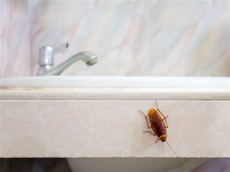 Contact information for livechaty.eu - Nov 19, 2021 ... While water bugs aren't actively seeking ways into your home, they're just trying to go where the water is. Cockroaches can thrive in your home ...